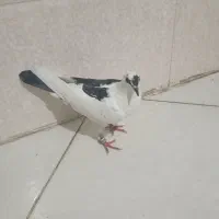 کبوتر جوجه پشت دم نر|پرنده|چناران, |دیوار