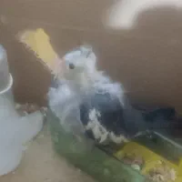 عروس هلندی جوجه