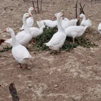 تعدادفروش قوغاز  بیروتی بالای یک ساله وغیره|حیوانات مزرعه|گرگان, |دیوار