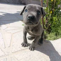 فروش توله دو ماهه کنکورسو