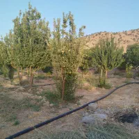 فروش باغ در میشخاص|فروش خانه و ویلا|سیوان, |دیوار