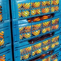 پرتقال تامسون و خونی سوپر