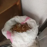 نان خشک|خوردنی و آشامیدنی|رشت, نامجو|دیوار