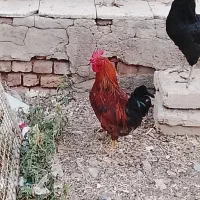معاوضه خروس محلی با مرغ