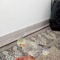 عروس هلندی فروش فوری|پرنده|اردکان, |دیوار