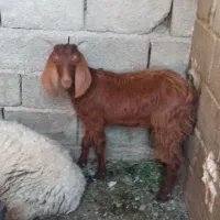 تروشت چاق ۷ماهه