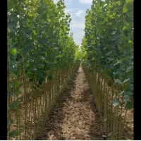 نهال صنوبر نیگرا ترکیه