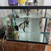 آکواریوم شرکتی