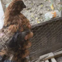 جوجه مرغ محلی|حیوانات مزرعه|اصفهان, کشاورزی|دیوار