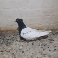 کله ماده عروسک تمیز بشرط جوجه وهوا