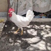 خروس سفید