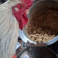 راهنمایی درد چشم خروس