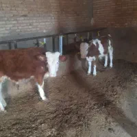 میدان دام بندرترکمن و اق قلا