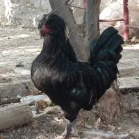 حیوانات|حیوانات مزرعه|اصفهان, لنبان|دیوار