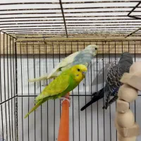 مرغ عشق ماده و نر جوجه و بالغ|پرنده|رشت, حمیدیان|دیوار