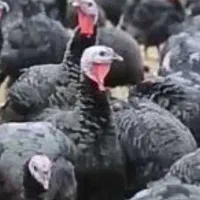 بوقلمون برنز نر و ماده