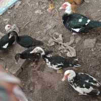 اردک اسرائیلی