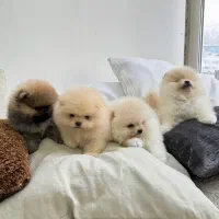 سگ پامر خرسی اورجینال.پامرانین عروسکی گرید A+|سگ|شیراز, فرهنگ شهر|دیوار