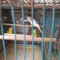 یک جفت مرغ عشق|پرنده|تهران, خانیآباد|دیوار