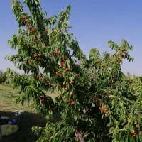 باغ 16 ساله مجوزدار جهاد در قرکند|فروش دفتر صنعتی، کشاورزی، تجاری|بوکان, |دیوار