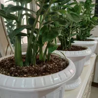 گلهای اپارتمانی سالم به قیمت مناسب|گل و گیاه طبیعی|تهران, دهقان|دیوار