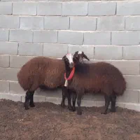 قوچ،بره ماده،میش،بز|حیوانات مزرعه|مبارکه, |دیوار