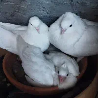 ۶کبو تر خوب سالم ۱میل یون