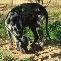 واگذاری سگ نگهبان وشکاری|سگ|بوکان, |دیوار