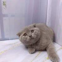 مجموعه بزرگ گربه ها ( پرشین اسکاتیش بریتیش)|گربه|شیراز, دروازه اصفهان|دیوار