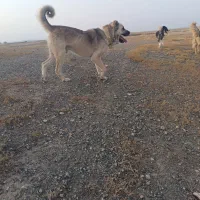 سگ سرابی نر