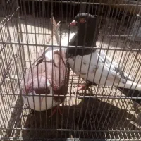 3تا ماده|حیوانات|زرند, |دیوار