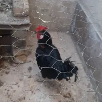 خروس سیاه