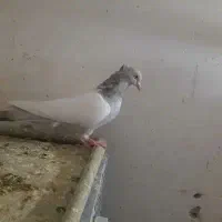 نروماده سینه سوسنی عتیقه