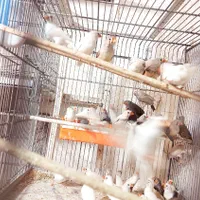 فنچ زبرا|پرنده|یاسوج, |دیوار
