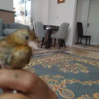 سهره قناری|پرنده|تهران, لویزان|دیوار