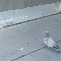 هفت‌رنگ نر پرشی