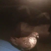 کبوتر شکار|پرنده|یزد, |دیوار