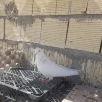 کبوتر سفید چشم نوک سفید نر