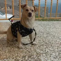 صگ گمشده|حیوانات|بومهن, |دیوار