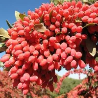 خرید نهال با کیفیت و تضمین شده|خدمات باغبانی و درختکاری|شبستر, |دیوار
