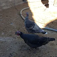 بوقلمون ماده بالغ معاوضه