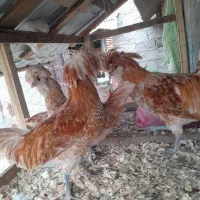 پولند بوف|حیوانات مزرعه|فومن, |دیوار