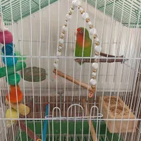 پرنده طوطی|پرنده|رشت, یخسازی|دیوار