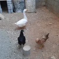یک غاز و دو مرغ