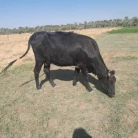 گاوبا گوساله|حیوانات مزرعه|دلگان, |دیوار