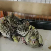 یک عدد عروس هلندی مولد با ۵عدد جوجه