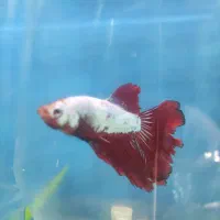 ماهی و آکواریوم کاسپین|ماهی|اردبیل, |دیوار