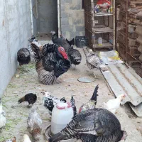 بوقلمون رسمی ماده نر