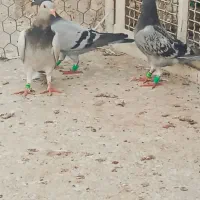 فروش پرنده