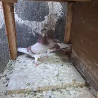 کبوتر هما دهن جور
